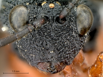 Oberthuerella_lenticularis_Madagascar_female_head_frontal