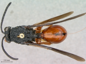 Oberthuerella_lenticularis_Madagascar_female_head_habitus_dorsal