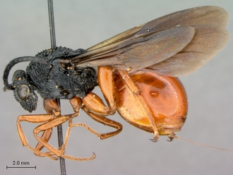 Oberthuerella_lenticularis_Madagascar_female_head_habitus_lateral