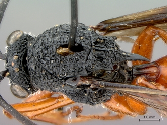 Oberthuerella_lenticularis_Madagascar_female_head_mesosoma_dorsolateral