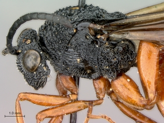 Oberthuerella_lenticularis_Madagascar_female_head_mesosoma_lateral
