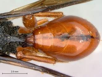 Oberthuerella_lenticularis_Madagascar_female_metasoma_dorsal