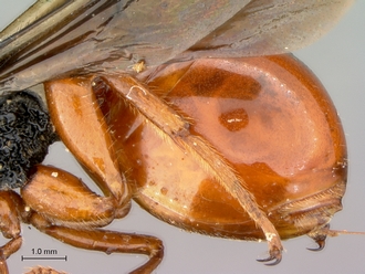 Oberthuerella_lenticularis_Madagascar_female_metasoma_lateral