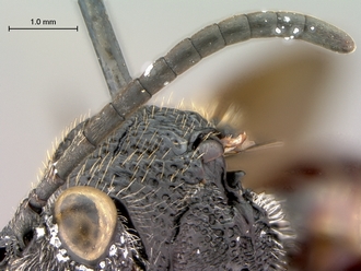 Oberthuerella_nigrescens_HT_female_antenna