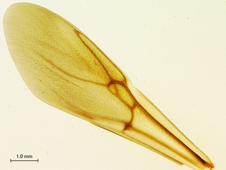 Oberthuerella_nigrescens_HT_female_forewing_SM