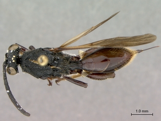 Oberthuerella_nigrescens_HT_female_habitus_dorsal