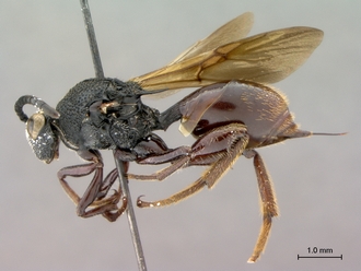 Oberthuerella_nigrescens_HT_female_habitus_lateral