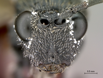 Oberthuerella_nigrescens_HT_female_head_frontal