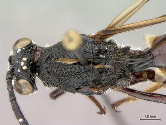 Oberthuerella_nigrescens_HT_female_head_mesosoma_dorsal