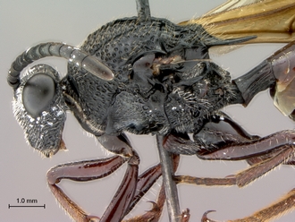 Oberthuerella_nigrescens_HT_female_head_mesosoma_lateral