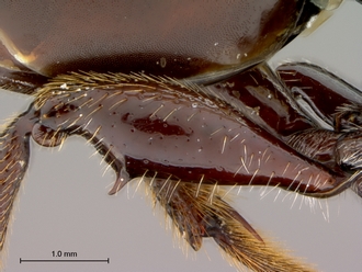 Oberthuerella_nigrescens_HT_female_hind_femur