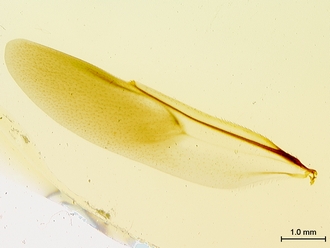 Oberthuerella_nigrescens_HT_female_hindwing_SM