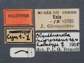 Oberthuerella_nigrescens_HT_female_labels