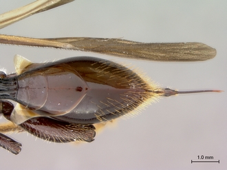 Oberthuerella_nigrescens_HT_female_metasoma_dorsal