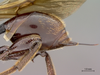 Oberthuerella_nigrescens_HT_female_metasoma_lateral