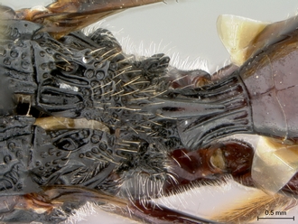 Oberthuerella_nigrescens_HT_female_scutellum_dorsal