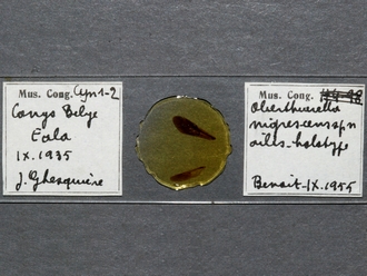 Oberthuerella_nigrescens_HT_female_slide
