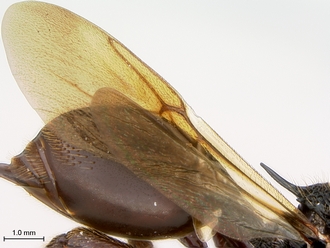 Oberthuerella_nigrescens_HT_female_wings