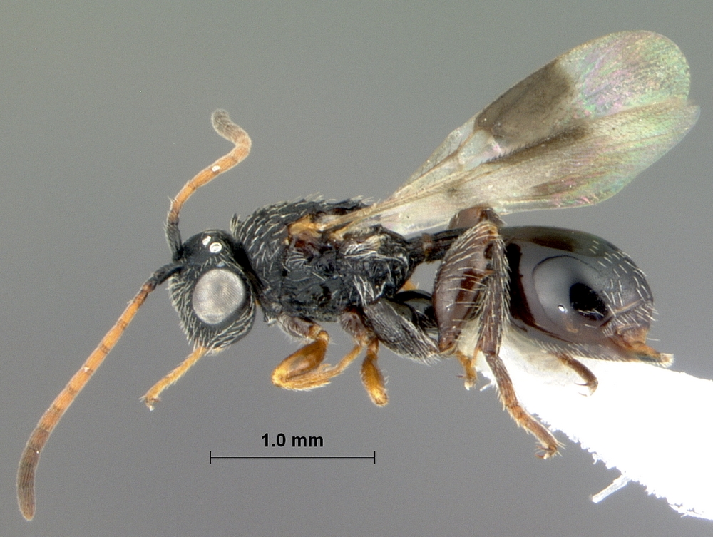Cynipoidea