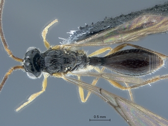 Aclista_SAM-HYM-P047032_body_dorsal