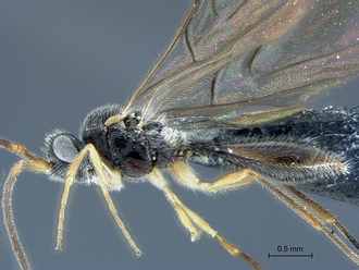 Aclista_SAM-HYM-P047032_body_lateral