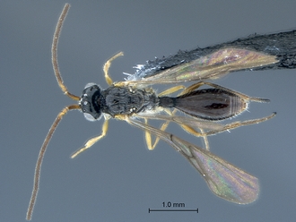Aclista_SAM-HYM-P047032_habitus_dorsal