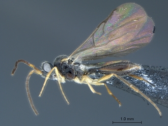 Aclista_SAM-HYM-P047032_habitus_lateral