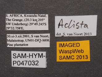 Aclista_SAM-HYM-P047032_labels