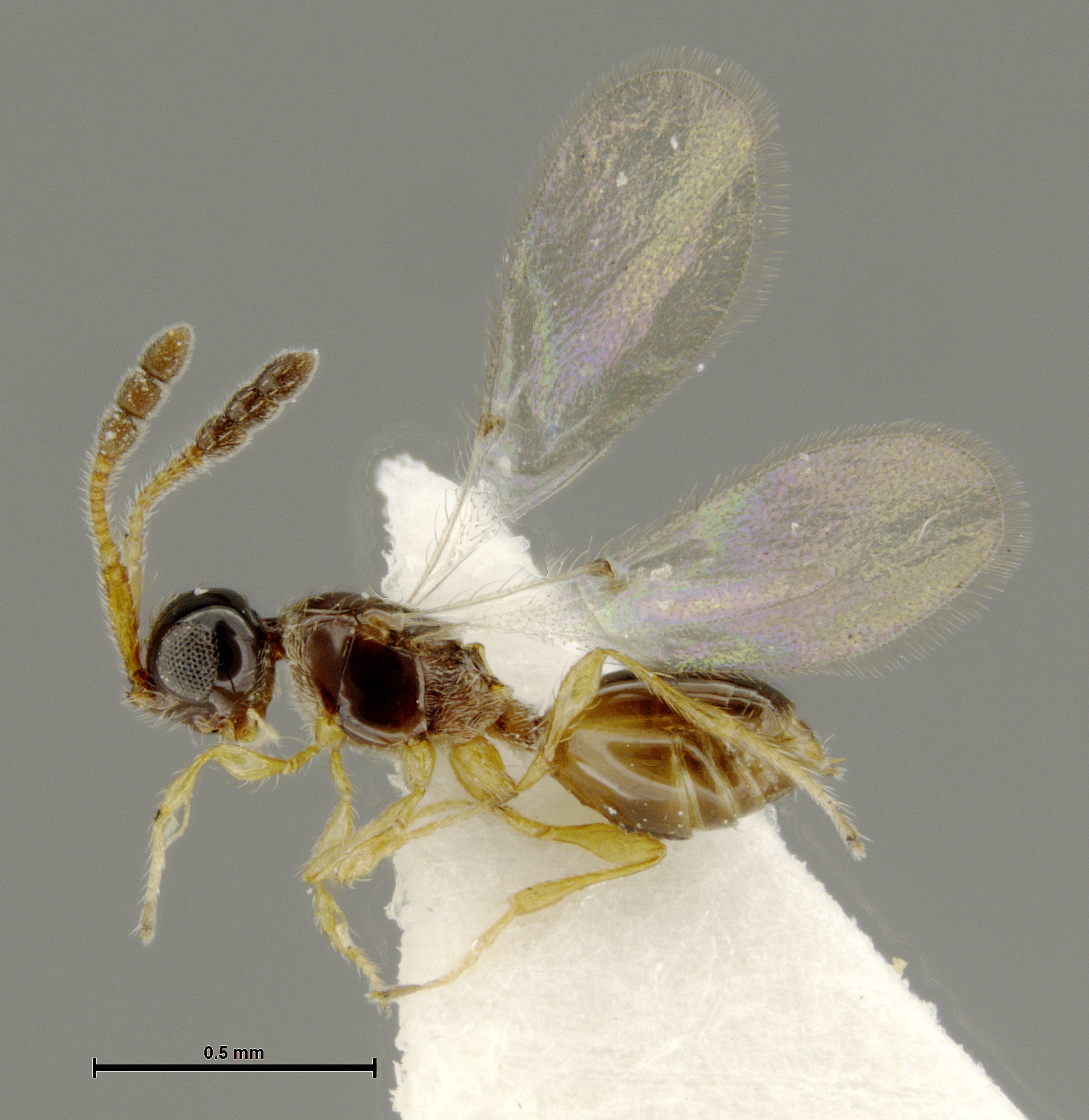 Basalys species 12 - WaspWeb