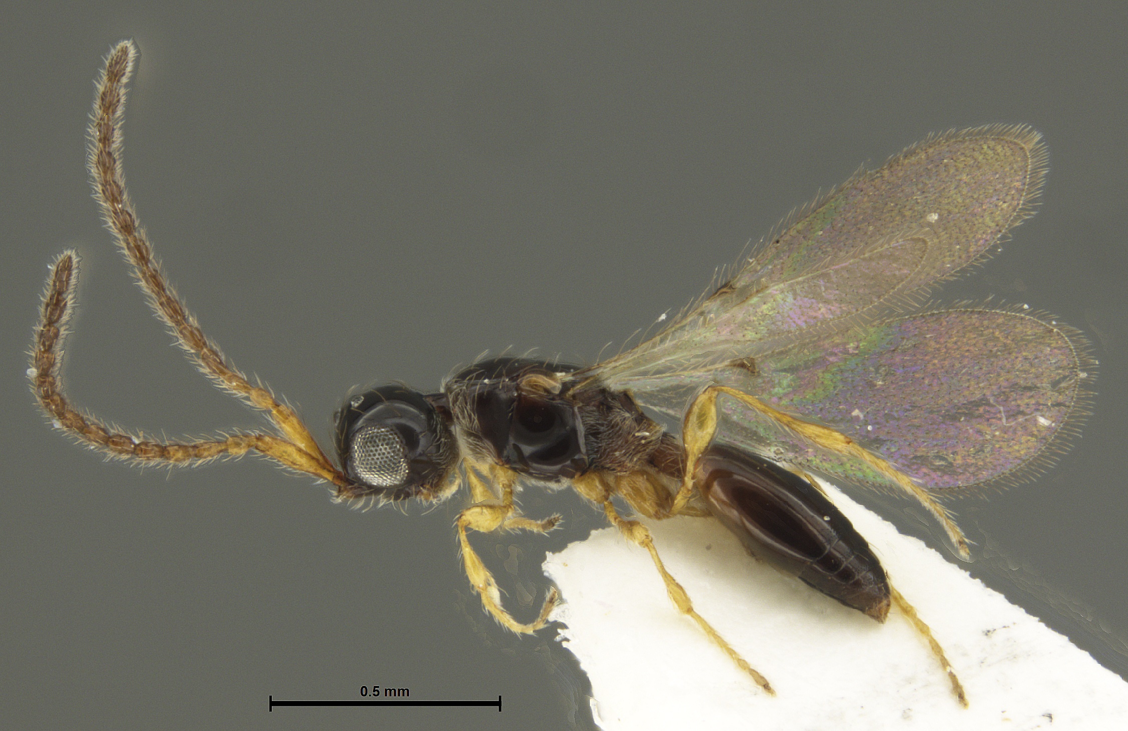 Basalys species 4 - WaspWeb