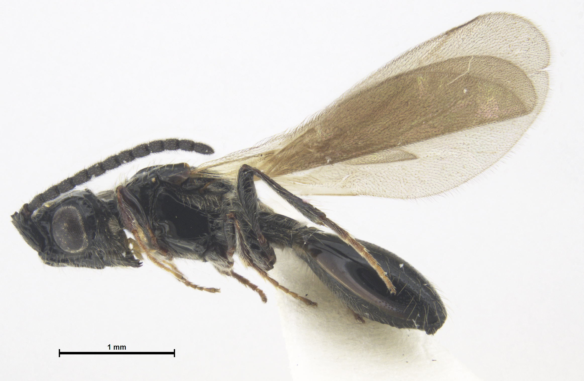 Coptera species 10 - WaspWeb