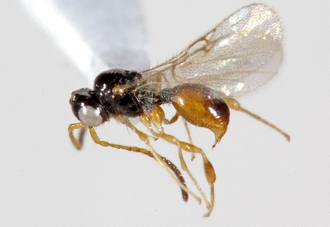Ismarus_species_Copeland_Kenya_habitus_lateral