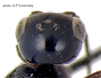 Pristaulacus_pilatoi_PT_head_dorsal_Turrisi