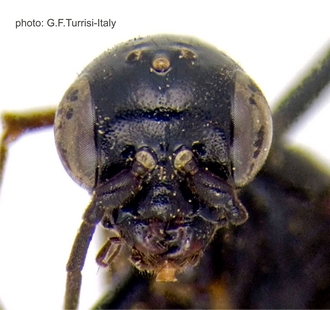 Pristaulacus_pilatoi_PT_head_frontal_Turrisi