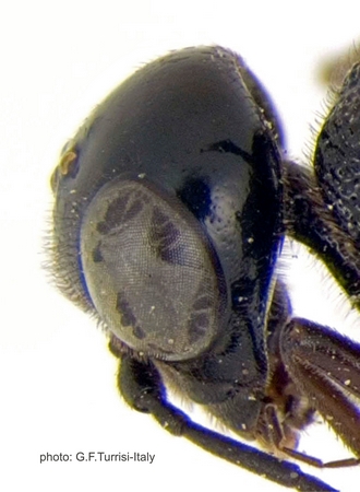 Pristaulacus_pilatoi_PT_head_lateral_Turrisi