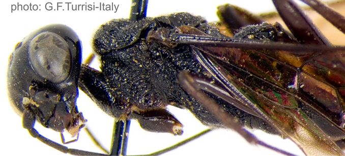 Pristaulacus_pilatoi_PT_head_mesosoma_lateral_Turrisi