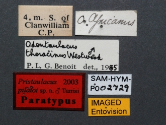 Pristaulacus_pilatoi_SAM-HYM-P002729_labels