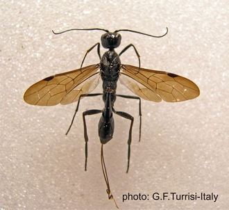 Pristaulacus_pilatoi_holotypus_Turrisi_Mus