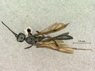 Pristaulacus_pilotoi_SAM-HYM-P002729_habitus_dorsal