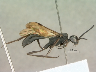Pristaulacus_pilotoi_SAM-HYM-P002729_habitus_lateral