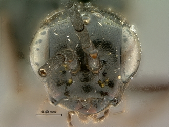 Pristaulacus_pilotoi_SAM-HYM-P002729_head_frontal