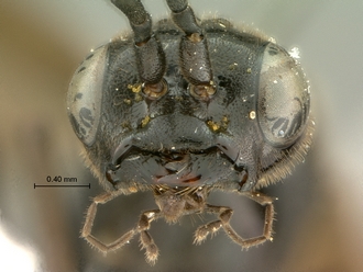 Pristaulacus_pilotoi_SAM-HYM-P002729_mandibles