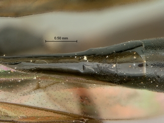 Pristaulacus_pilotoi_SAM-HYM-P002729_segments_metasoma_dorsal