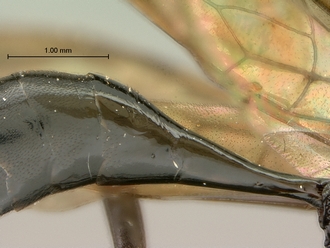 Pristaulacus_pilotoi_SAM-HYM-P002729_segments_metasoma_lateral