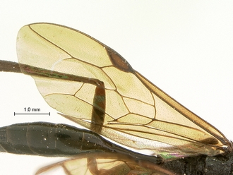 Pristaulacus_pilotoi_SAM-HYM-P002729_wing