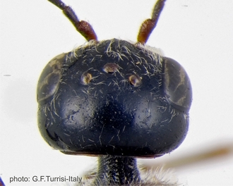 Pristaulacus_smithi_PT_head_dorsal_Turrisi
