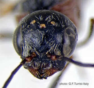 Pristaulacus_smithi_PT_head_frontal_Turrisi