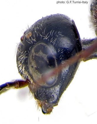 Pristaulacus_smithi_PT_head_lateral_Turrisi