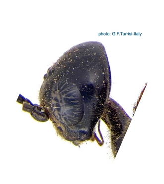 Pristaulacus_thoracicus_Holotype_head_lateral_Turrisi