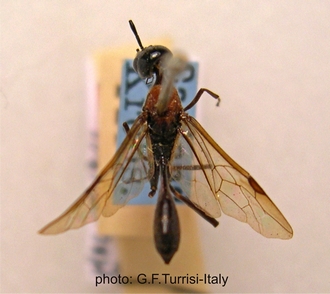 Pristaulacus_thoracicus_holotypus_Turrisi_Berlin_Museum